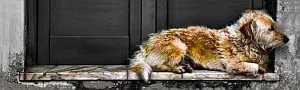 Reclining dog banner