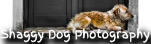 Reclining dog banner