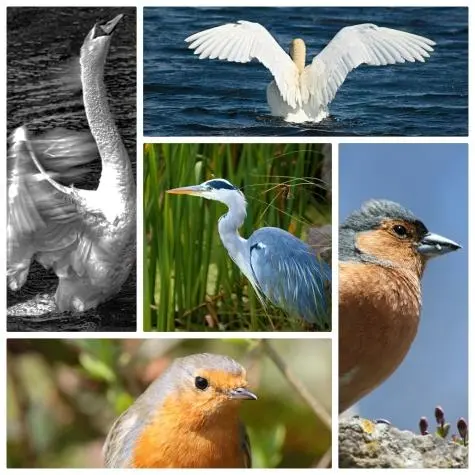 Wales, Bosherston, Birds, Bosherston lily ponds