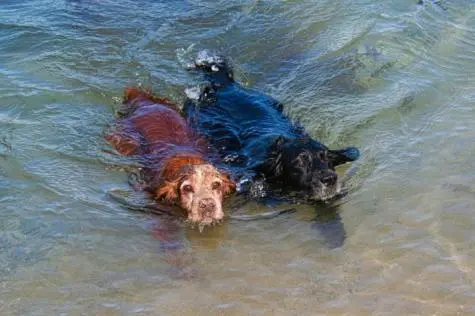 Cornwall, Rock, Max and Oscar