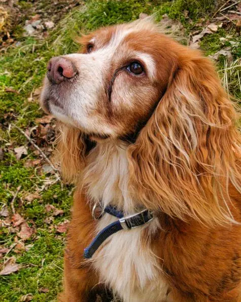 Cumbria, Lake District, Oscar, Grange