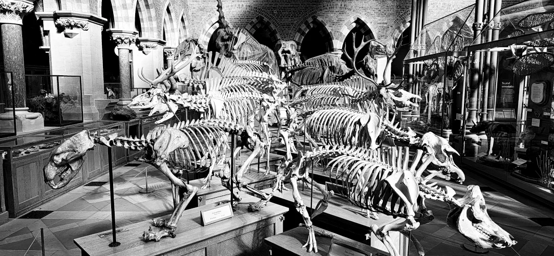 Oxfordshire, Oxford, Skeletons, Museum of Natural History