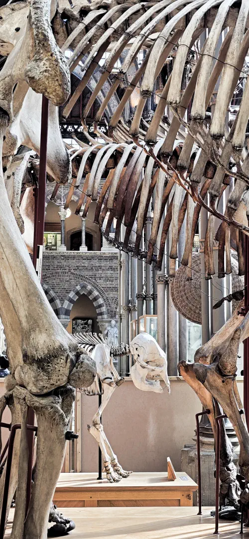 Oxfordshire, Oxford, Skeletons, Museum of Natural History