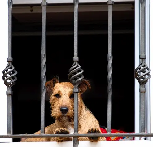 Spain, Burgos, Dog in window