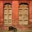 India, Rajasthan, Dog and doors, Jaisalmer