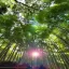 Japan, Kyoto, Arashiyama Bamboo Forest