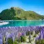 New Zealand, Lupins at Lake Tekapo