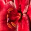 Singapore, Flower, Botanic Gardens