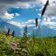 Switzerland, Grindelwald, Wild flowers