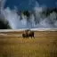 USA, Yellowstone, Wyoming, Bison and Geyser