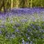 Yorkshire, Yorkshire Sculpture Park, Bluebells