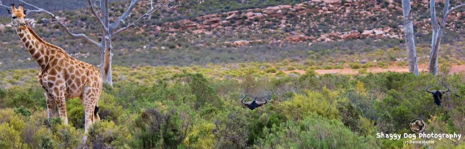 South Africa, Aquila Game Reserve, Giraffe
