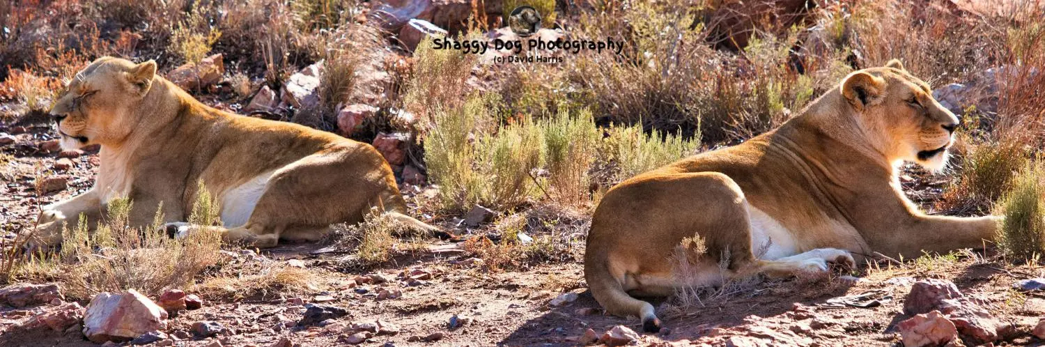 South Africa, Aquila Game Reserve, Lions