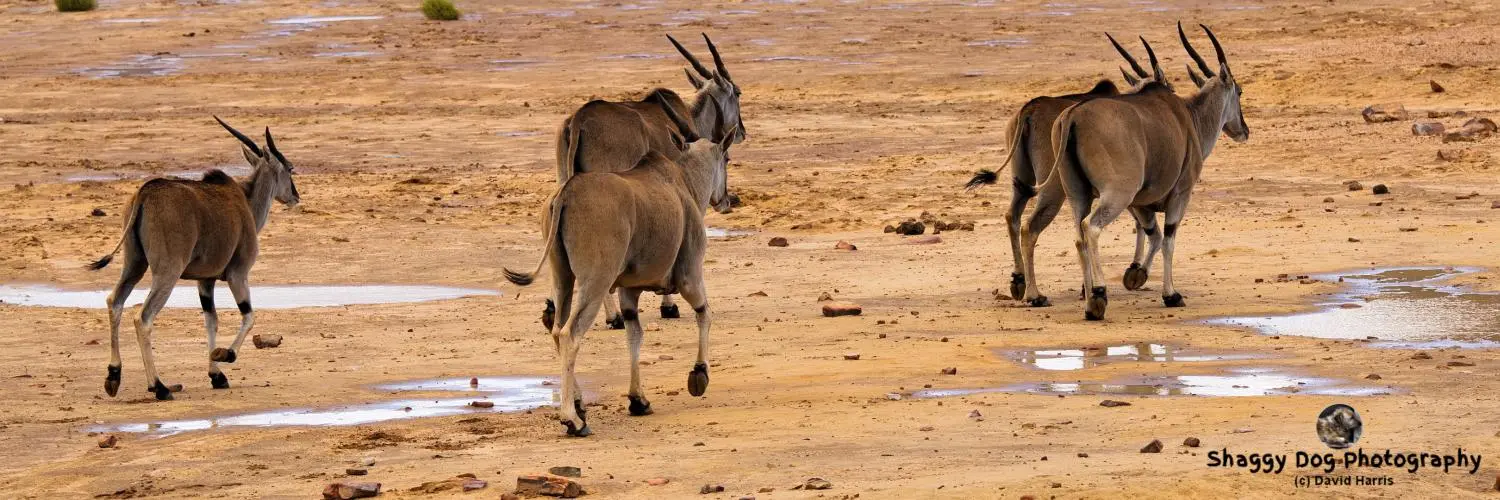 South Africa, Aquila Game Reserve, Eland
