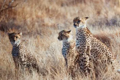 Kenya, Masai Mara, Cheetah and cubs