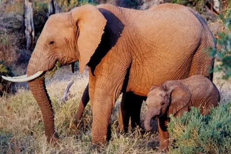 Kenya, Masai Mara, Elephant and calf