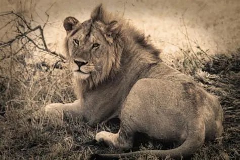 Kenya, Masai Mara, Lion