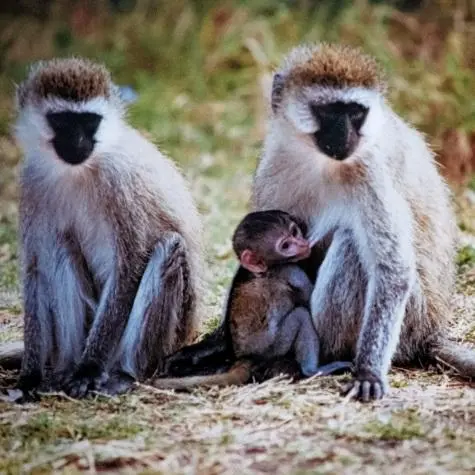 Kenya, Masai Mara, Vervet Monkeys