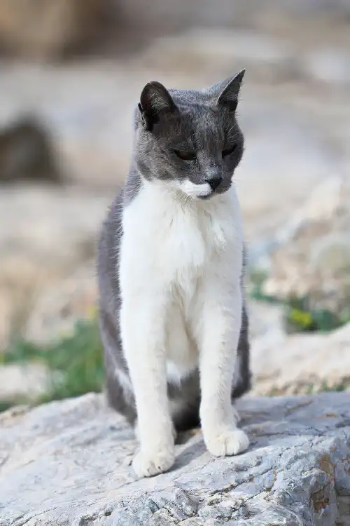 Greece, Athens, Acropolis Cat