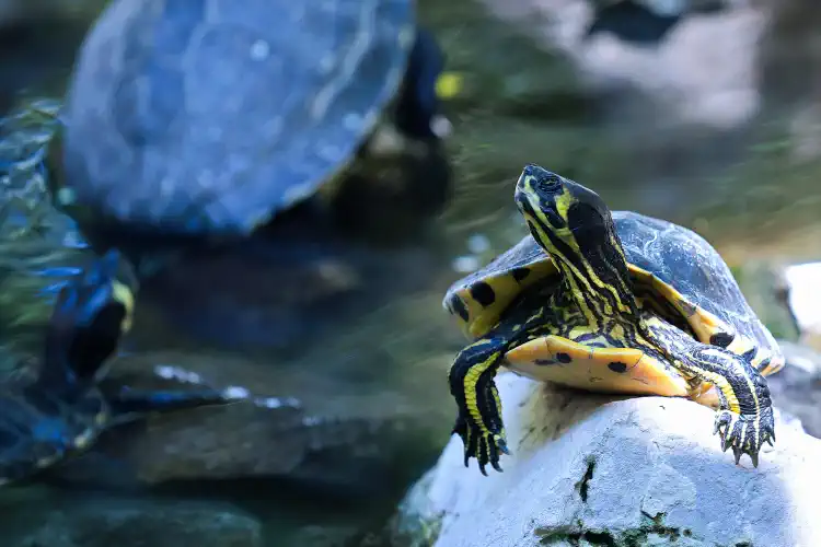Greece, Athens, Turtle, National Gardens