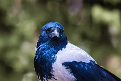 Hungary, Budapest, Crow