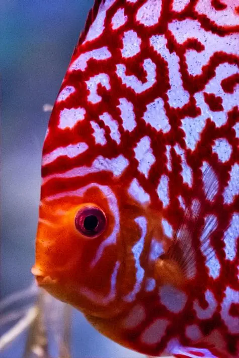 Denmark, Copenhagen, Bla Planet