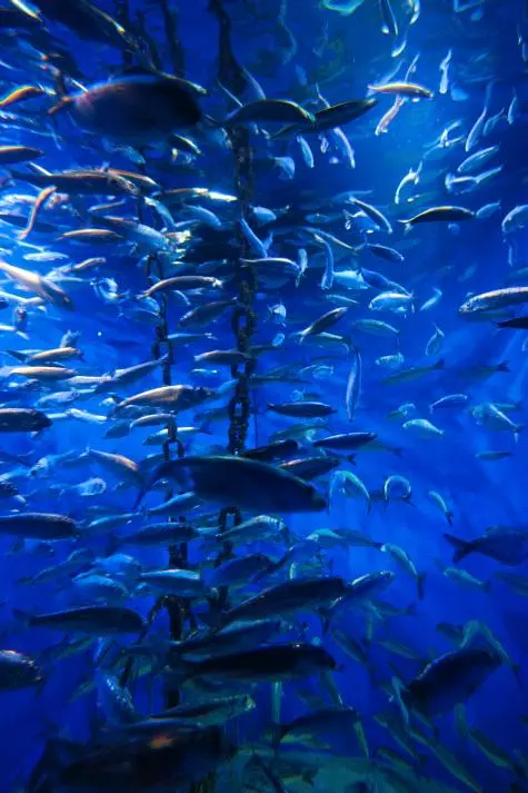 Denmark, Copenhagen, Bla Planet