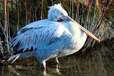 Denmark, Copenhagen Zoo, Pelican
