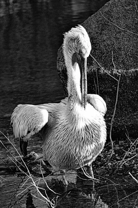 Denmark, Copenhagen Zoo, Pelican