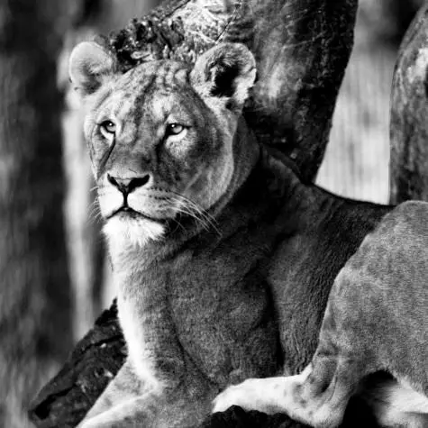Denmark, Copenhagen Zoo, Lion