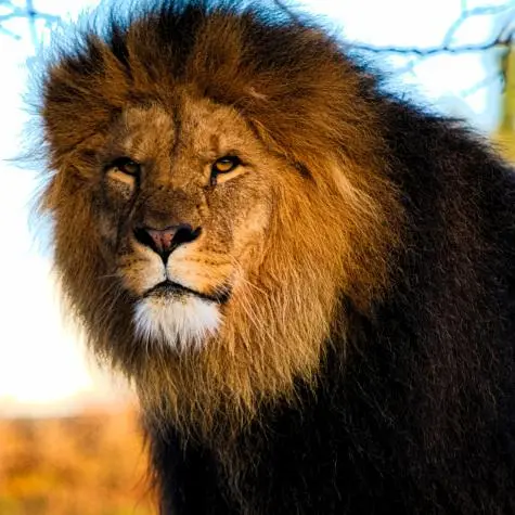 Denmark, Copenhagen Zoo, Lion