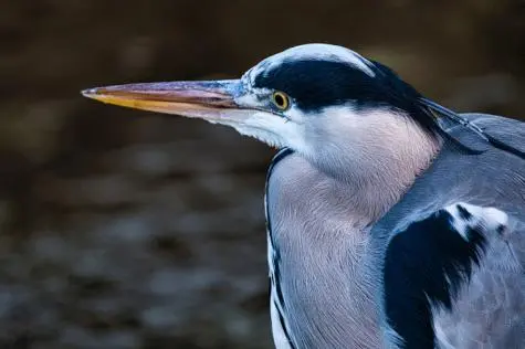 Denmark, Copenhagen Zoo, Heron