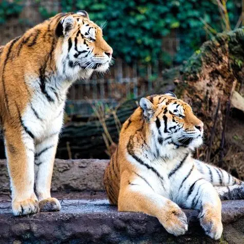 Denmark, Copenhagen Zoo, Tigers
