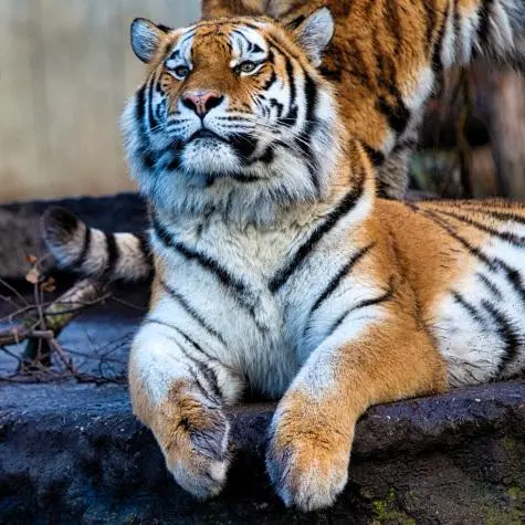Denmark, Copenhagen Zoo, Tiger