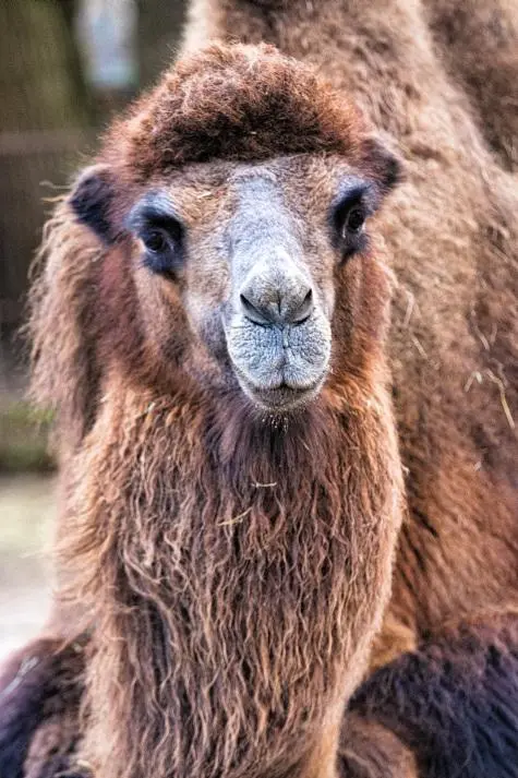 Denmark, Copenhagen Zoo, Camel