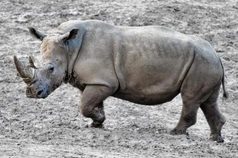 Denmark, Copenhagen Zoo, Rhino