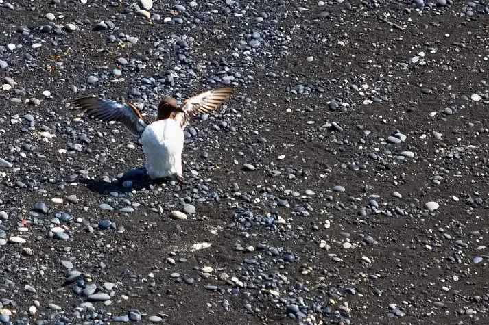 Iceland, Reynisfjara, Guillemot
