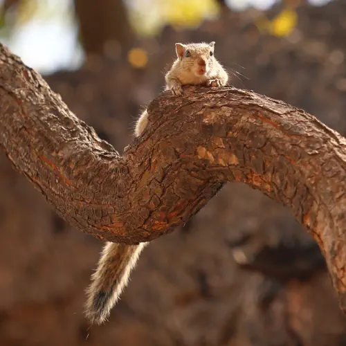India, Delhi, Indian Palm Squirrel, Qutub Minar