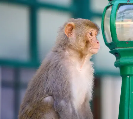 India, Shimla, Rhesus Macaque, Viceregal Lodge