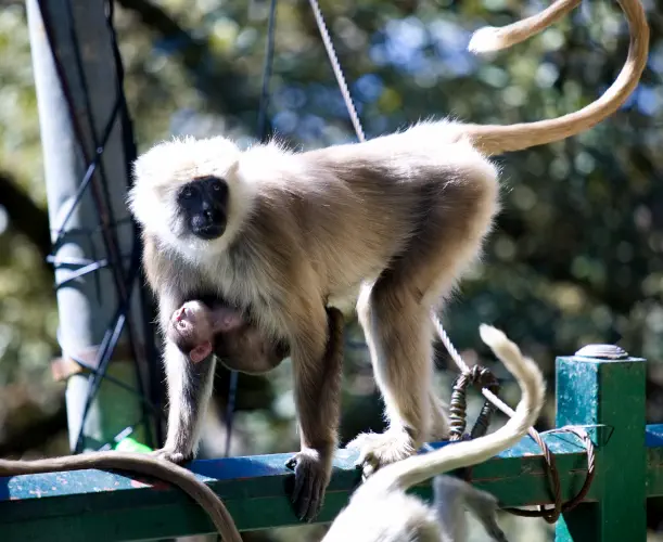 India, Shimla, Hanuman Langurs