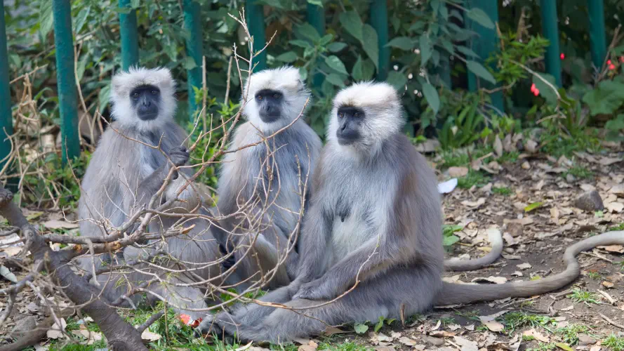 India, Shimla, Hanuman Langurs