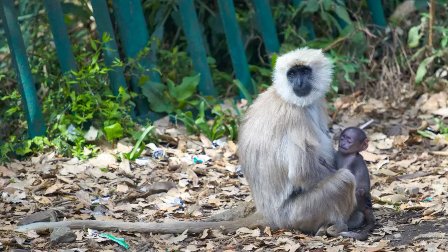 India, Shimla, Hanuman Langurs