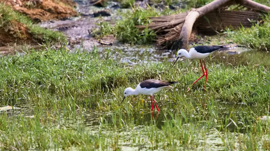 India, Ranthambore National Park, Indian Pond Heron