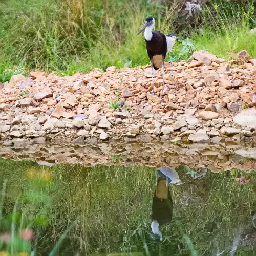 India, Ranthambore National Park, Woolly-necked Stork