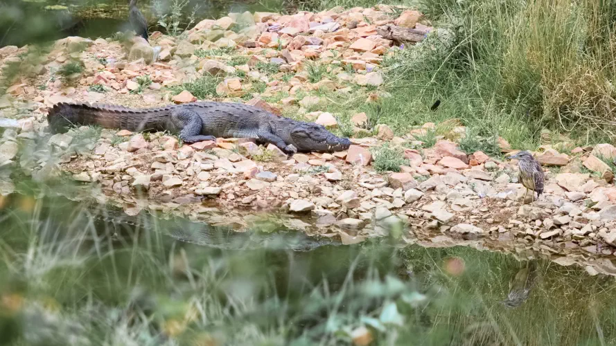 India, Ranthambore National Park, Marsh Crocodile