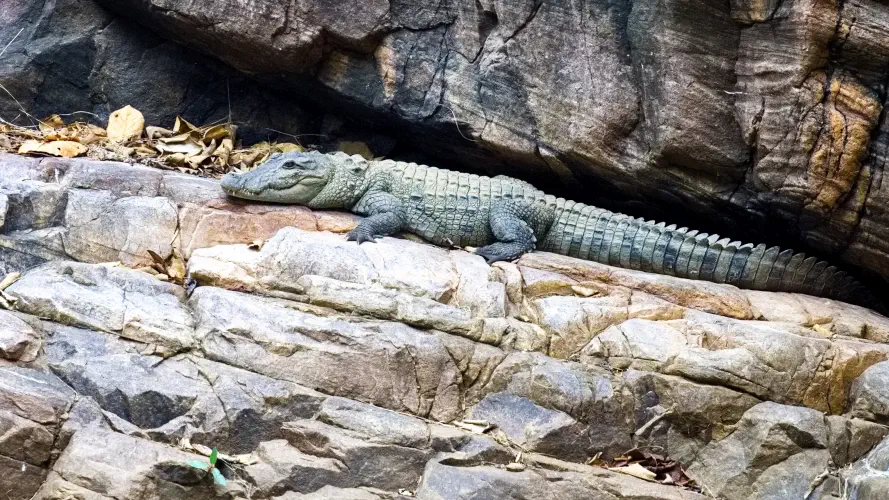 India, Ranthambore National Park, Marsh Crocodile