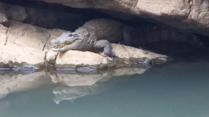India, Ranthambore National Park, Marsh Crocodile