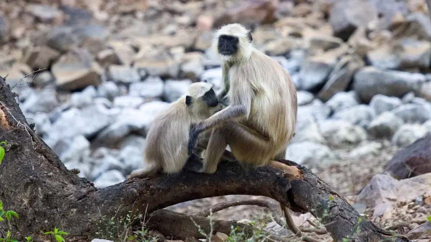 India, Ranthambore National Park, Hanuman Langurs