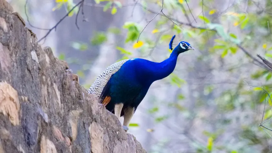 India, Ranthambore National Park, Peacock
