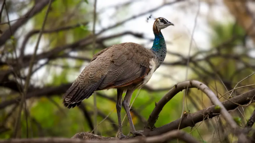 India, Ranthambore National Park, Peahen